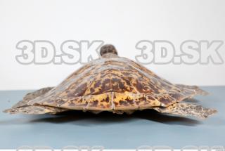 Turtle body photo reference 0079